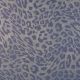 DENIM FOIL ANIMAL - JEANS
